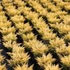 Genévrier Horizontal - Juniperus Horizontalis Limeglow 1 Genévrier Horizontal - Juniperus Horizontalis Limeglow -Jardin Genevrier horizontal Juniperus horizontalis Limeglow IF 1001352 1