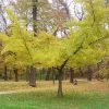 Ginkgo Biloba Horizontalis -Jardin Ginkgo biloba Horizontalis 1006292 1