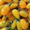 Goji Amber Sweet - Lycium Barbarum -Jardin Goji Amber Sweet Lycium barbarum 84993 1