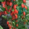 Goji Big Lifeberry - Lycium Barbarum -Jardin Goji Big Lifeberry 78426 1 1