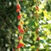 Goji Instant Success - Lycium Barbarum -Jardin Goji Instant Success 78111 1