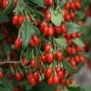 Goji Sweet Lifeberry - Lycium Barbarum 2 Goji Sweet Lifeberry - Lycium Barbarum -Jardin Goji Sweet Lifeberr 78428 1