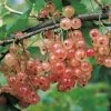 Groseillier à Grappes Gloire Des Sablons Rose 2 Groseillier à Grappes Gloire Des Sablons Rose -Jardin Groseillier a grappes Gloire des Sablons rose 78422 1 1