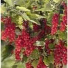 Groseillier Raisin Agate Rouge - Georges Delbard -Jardin Groseillier raisin Agate Rouge mactor 84746 1 1