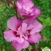 Hibiscus Syriacus Eruption - Althéa Ou Mauve En Arbre -Jardin HIBISCUS ERUPTION 761637 1