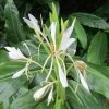 Hedychium Forrestii -Jardin Hedychium forrestii V 69271 1