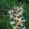 Hedychium Villosum Var. Tenuiflorum - Gingembre D'ornement 2 Hedychium Villosum Var. Tenuiflorum - Gingembre D'ornement -Jardin Hedychium villosum Tenuiflorum Gingembre d ornement V 18037 1