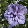 Hibiscus Syriacus Blue Chiffon - Althea Bleu Double -Jardin Hibiscus Blue Chiffon copyright 95092 1 1