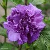 Hibiscus French Cabaret Purple - Althéa Double Violette -Jardin Hibiscus French Cabaret Purple 81303 1