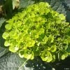 Hortensia - Hydrangea Macrophylla Green Ever Belles -Jardin Hortensia Hydrangea macrophylla Green Ever Belles Hortmagreclo copyright 183801 1