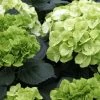 Hortensia - Hydrangea Macrophylla Verdi -Jardin Hortensia Hydrangea macrophylla Verdi IF 17906 1