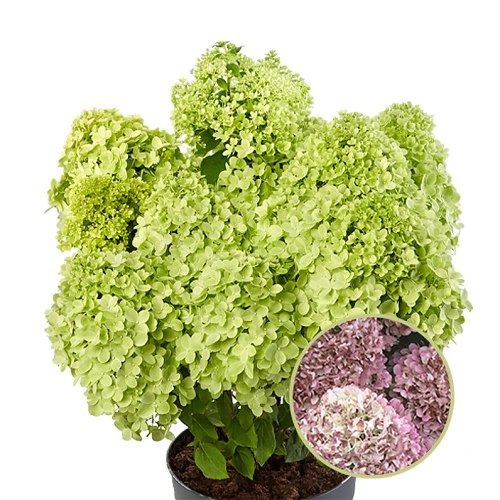 Hydrangea Paniculata Pandora - Hortensia Paniculé 3 Hydrangea Paniculata Pandora - Hortensia Paniculé