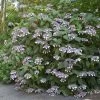 Hortensia - Hydrangea Aspera Bellevue