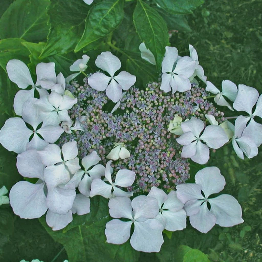 Hortensia - Hydrangea Macrophylla Beauté Vendômoise 3 Hortensia - Hydrangea Macrophylla Beauté Vendômoise