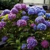 Hortensia - Hydrangea Macrophylla Blauer Zwerg -Jardin Hydrangea macrophylla Blauer Zwerg 88323 1