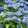 Hortensia - Hydrangea Macrophylla Blue Sky 1 Hortensia - Hydrangea Macrophylla Blue Sky -Jardin Hydrangea macrophylla Blue Sky copyright 100647 1