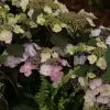 Hortensia - Hydrangea Macrophylla Blueberry Cheesecake -Jardin Hydrangea macrophylla Blueberry Cheesecake 81576 1