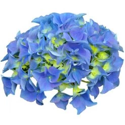 Hortensia - Hydrangea Macrophylla Early Blue