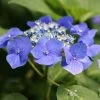 Hortensia Macrophylla Teller Blue -Jardin Hydrangea macrophylla Teller Blue copyright 1000532 1