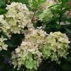 Hydrangea Paniculata Pastelgreen - Hortensia Paniculé -Jardin Hydrangea paniculata Pastelgreen 82575 1
