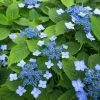 Hortensia Serrata Annie's Blue 2 Hortensia Serrata Annie's Blue -Jardin Hydrangea serrata Annie s Blue copyright 87391 1