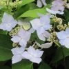 Hortensia - Hydrangea Serrata Blue Deckle -Jardin Hydrangea serrata Blue Deckle 781674 1