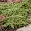 Genévrier Commun - Juniperus Communis Green Carpet -Jardin Juniperus communis Green Carpet 0651002 1 1