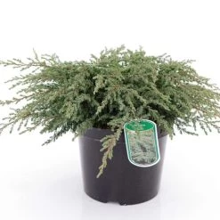 Genévrier Commun - Juniperus Communis Repanda