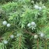 Genévrier Des Plages - Juniperus Conferta Schlager 1 Genévrier Des Plages - Juniperus Conferta Schlager -Jardin Juniperus conferta Schlager 88133 1