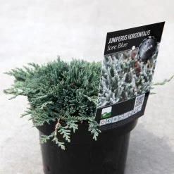Genévrier Rampant - Juniperus Horizontalis Icee Blue
