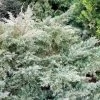 Genévrier De Pfitzer - Juniperus Pfitzeriana Glauca
