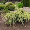 Genévrier écailleux - Juniperus Squamata Holger 1 Genévrier écailleux - Juniperus Squamata Holger -Jardin Juniperus squamata Holger 0664002 1
