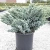 Genévrier écailleux - Juniperus Squamata Meyeri -Jardin Juniperus squamata Meyeri 84123 1