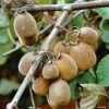 Kiwi Solissimo Bio - Actinidia Deliciosa