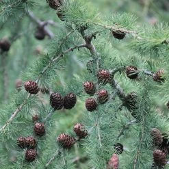 Larix Decidua - Mélèze D'Europe