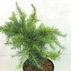 Larix Decidua Little Bogle - Mélèze D'Europe Nain -Jardin Larix decidua Little Bogle 665002 1