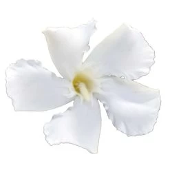 Laurier Rose Soeur Agnes - Nerium Oleander