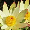 Leucadendron Sundance -Jardin Leucadendron Sundance 83364 1