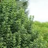 Ligustrum Vulgare Straight Talk - Troène Commun -Jardin Ligustrum vulgare straight Talk V 89533 1