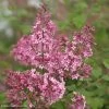 Lilas Bloomerang Pink Perfume - Syringa Nain Hybride Remontant -Jardin Lilas Bloomerang Pink Perfume 82573 1