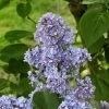 Lilas - Syringa Vulgaris Capitaine Baltet -Jardin Lilas Capitaine Baltet Syringa vulgaris 82627 1