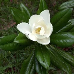 Magnolia Grandiflora Ferruginea - Laurier-tulipier