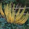 Mahonia (x) Media Charity -Jardin Mahonia Charity ld minghong 7575 1