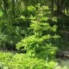 Metasequoia Glyptostroboides Chubby -Jardin Metasequoia glyptostroboides Chubby 100737 1