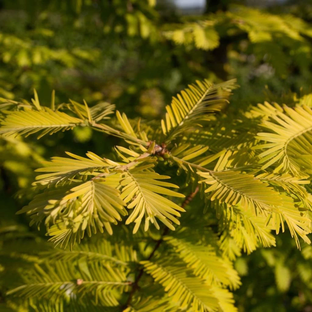 Metasequoia Glyptostroboides Gold Rush 3 Metasequoia Glyptostroboides Gold Rush