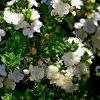 Myrtus Communis Tarentina - Myrte Commun -Jardin Myrtus communis subsp Tarentina 82213 1