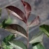 Noyer Commun Purpurea - Juglans Regia -Jardin Noyer commun Purpurea Juglans regia V 1003791 1