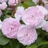 Rosier David Austin Olivia Rose Austin -Jardin Olivia Rose Austin 712922 1