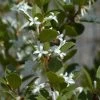 Osmanthus Heaven Scent - Osmanthe -Jardin Osmanthus Heaven Scent IF 8884023 1