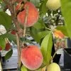 Pêcher Nain Fruit Me Peach Me Red -Jardin Pecher nain Fruit me Peach me Red IF 16269 1